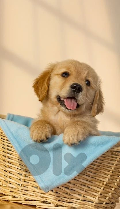 Golden Retriever Puppies/ dog كلاب
