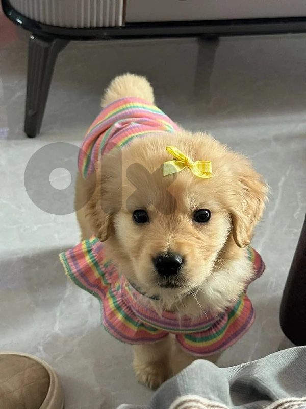 Golden Retriever Puppy – Available at The Bulldog Petshop! 🐶 dog كلاب