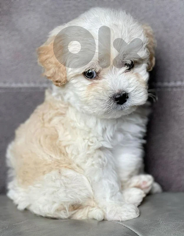 Bichon Puppies