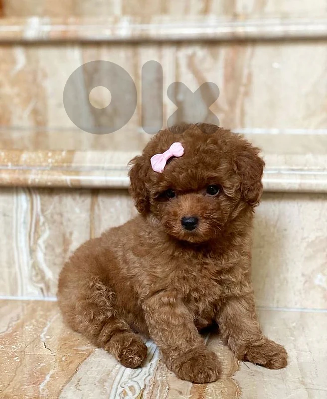 Toy Poodle - Hypoallergenic Puppies | dog كلاب