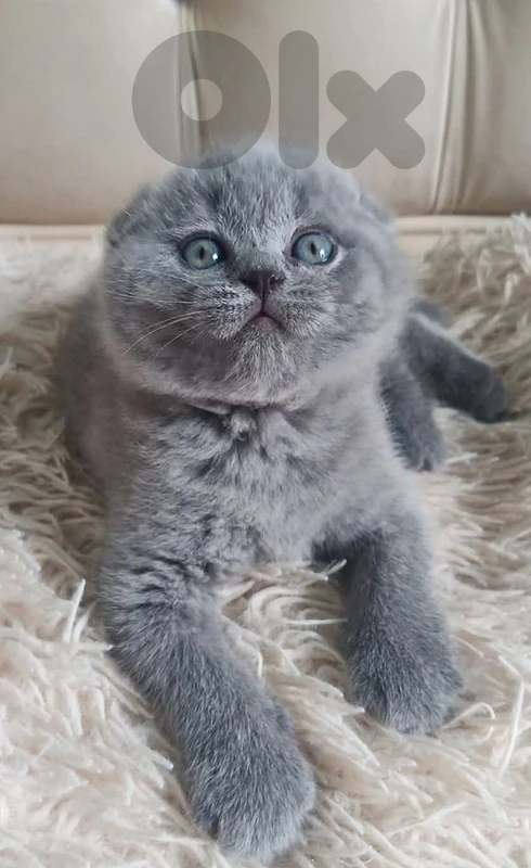 Scottish fold