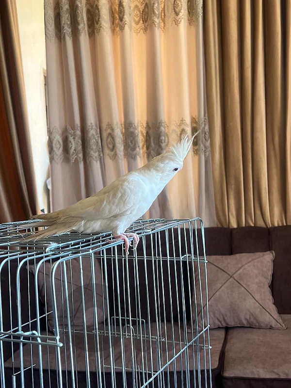 دكر كروان ألبينو عيون حمر مروض عمرو سنة