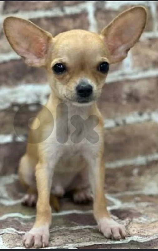 chiwawa