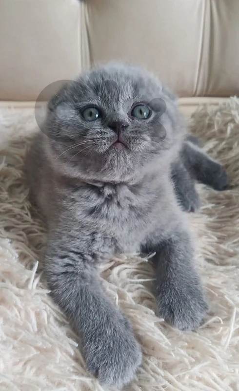 Scottish fold