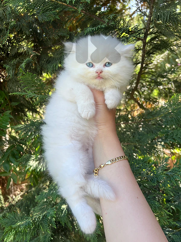 pure kitten 70$