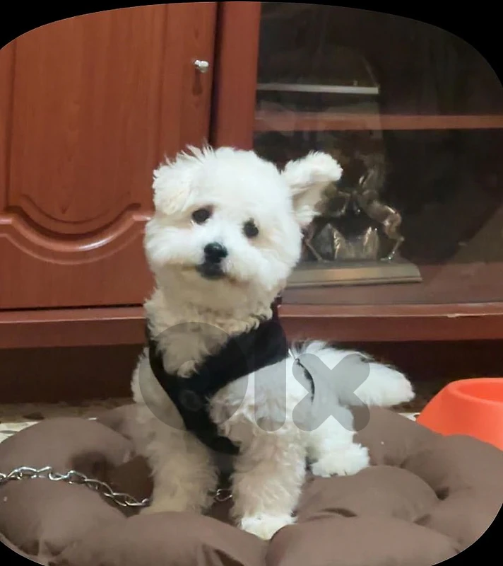 BICHON MALTESE FOR SALE