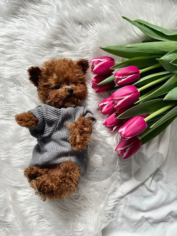 Adorable Toy Poodle Puppies - dog كلاب