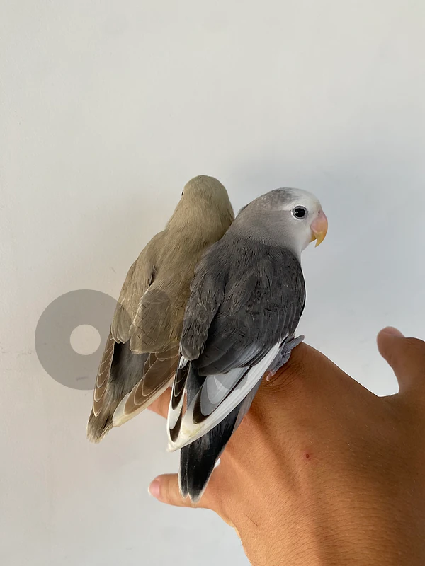 Cute birds