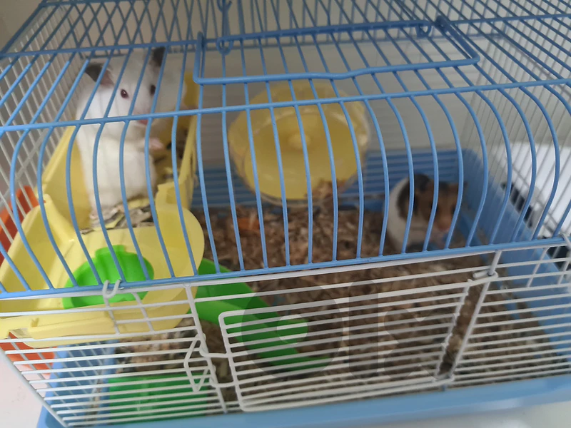 hamster