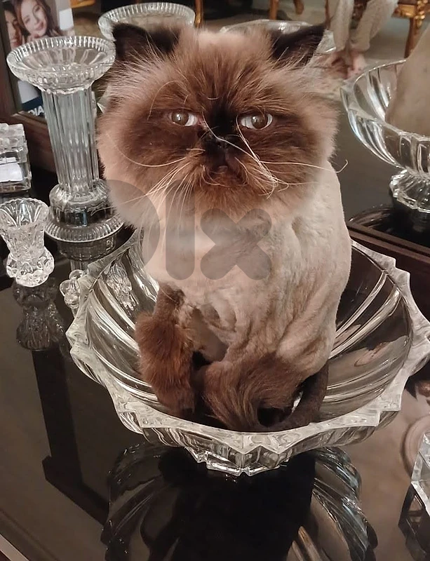 Himalayan Female For Adoption - للتبني
