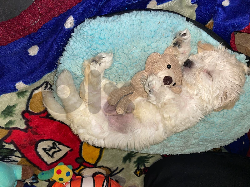 maltipoo maltese