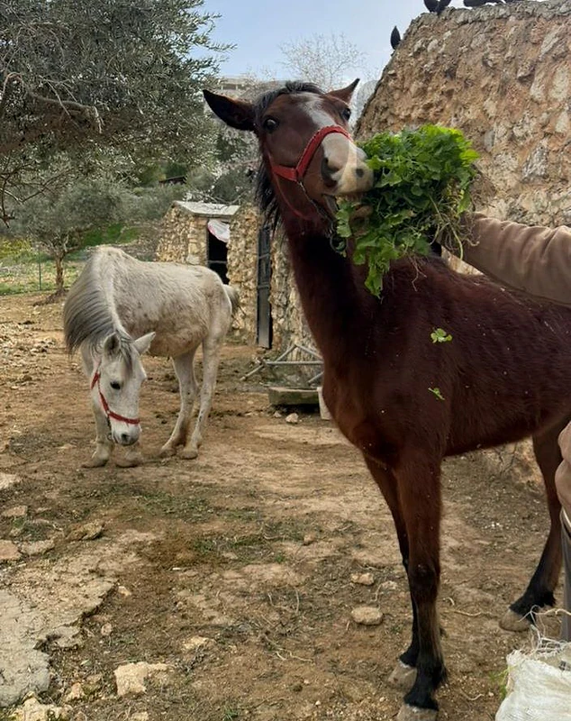 صور-شحور
