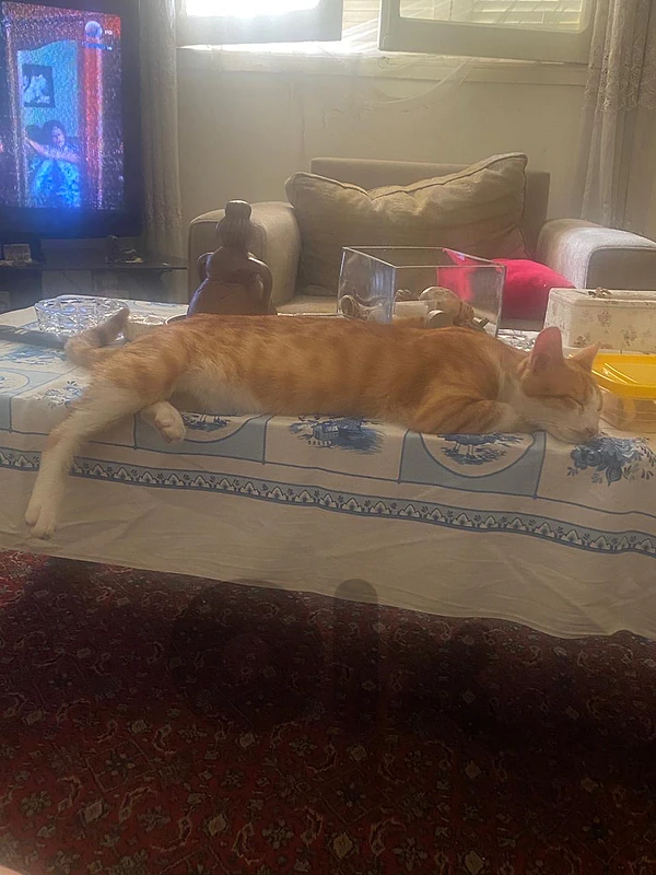 blonde male cat for ADOPTION