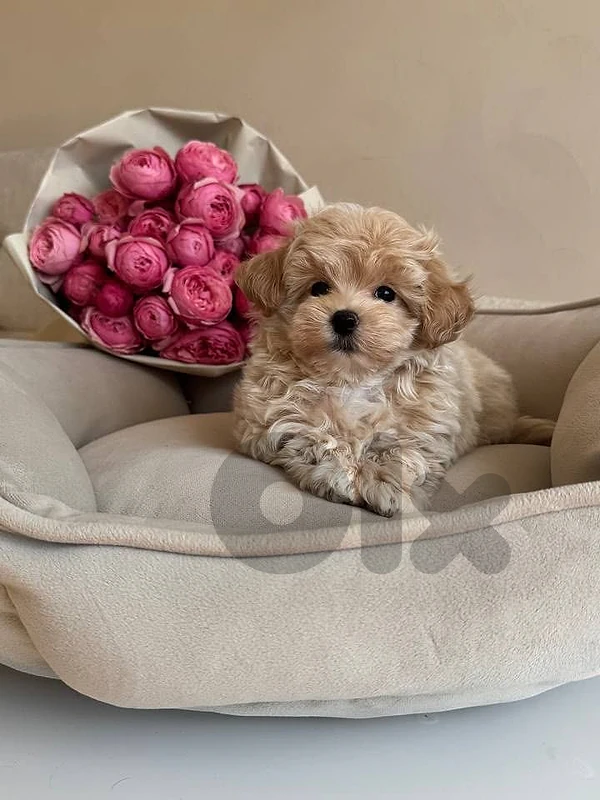 Maltipoo Puppy – Ready for a Loving Home! 🐶 dog كلاب