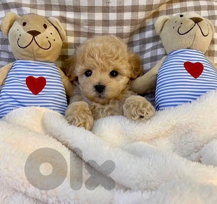 Tiny Maltipoo Puppies | in store & delivery | dog كلاب