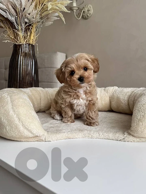 Maltipoo Puppy – The Perfect Companion Awaits! 🐾 dog كلاب