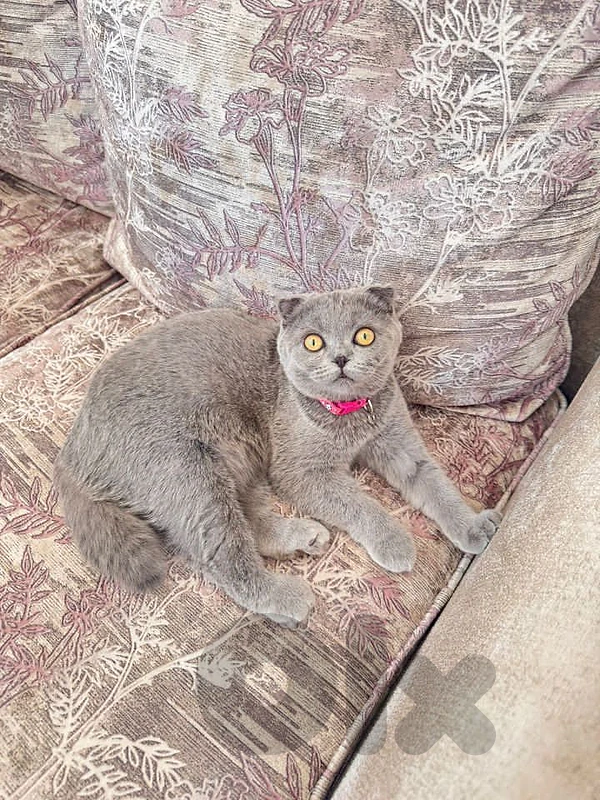 مطلوب دكر لا هالعروس