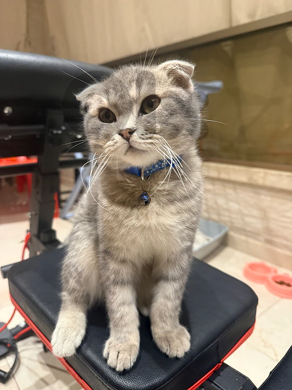 scottish fold kitten