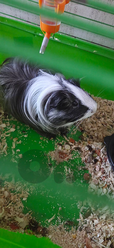 guinea pig
