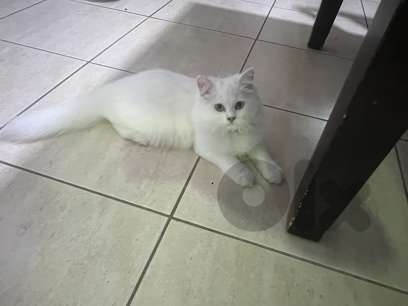 2 cat mix persian himalayan male/female
