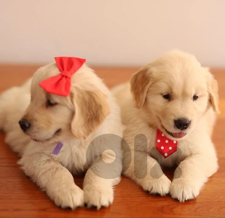 Beloved Golden Retriever Puppies | in store & delivery | dog كلاب