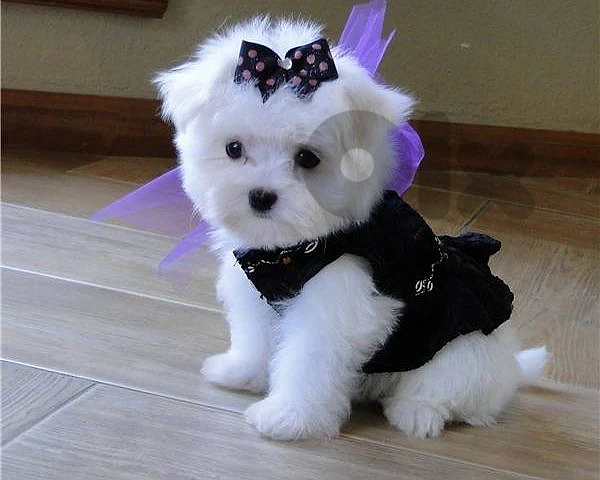 Bichon Puppy Available – Ready for a Loving Home! ✨🐶 dog كلاب