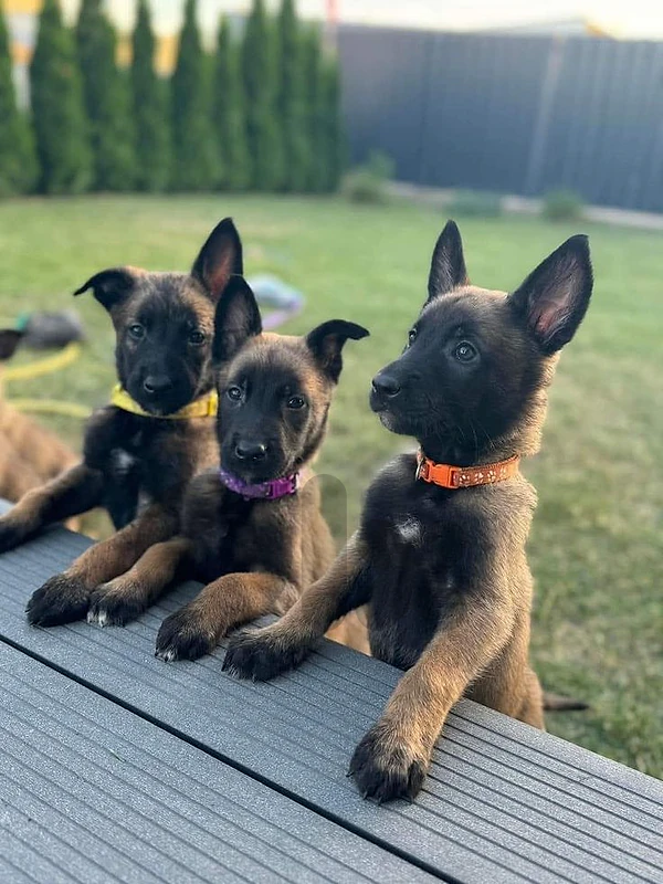 Belgian Malinois Puppy Available 🔥 dog كلاب