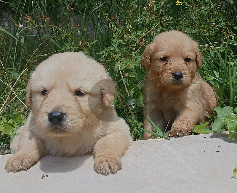 dog, golden retriever puppy, female