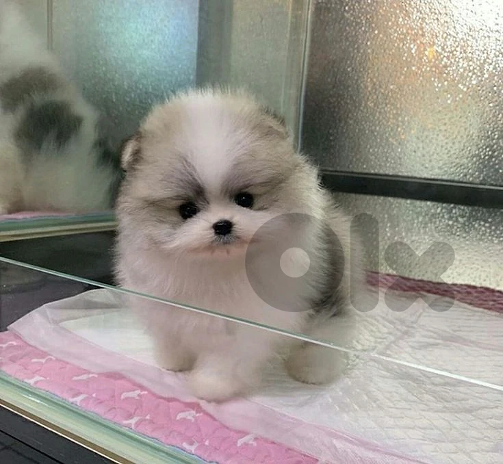 Rare Bi-Color Pomeranian Puppy Available! 🌟 dog كلاب