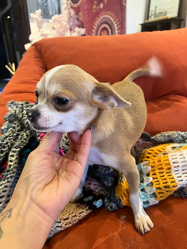 chihuahua male teacup