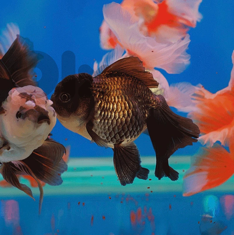 FANCY GOLD FISH!!!