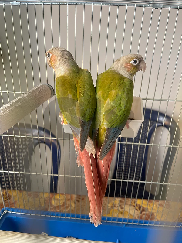 جوز كنيور اناناس couple conure pineapple فرخ صن كنيور