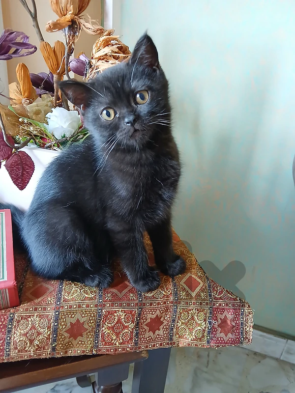kitten male