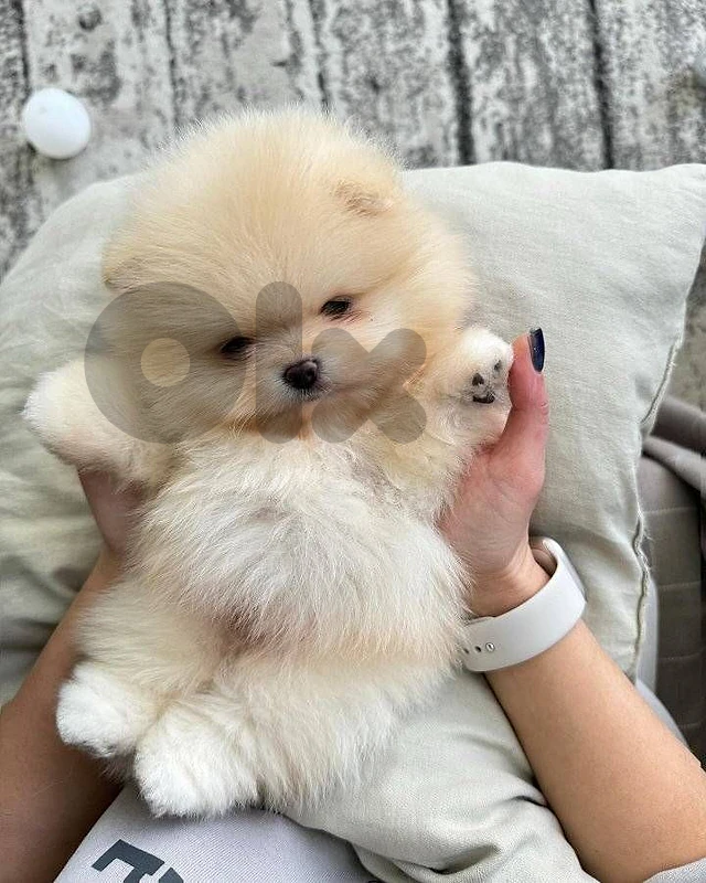 Pomeranian Puppy Available ✨🐶 dog كلاب