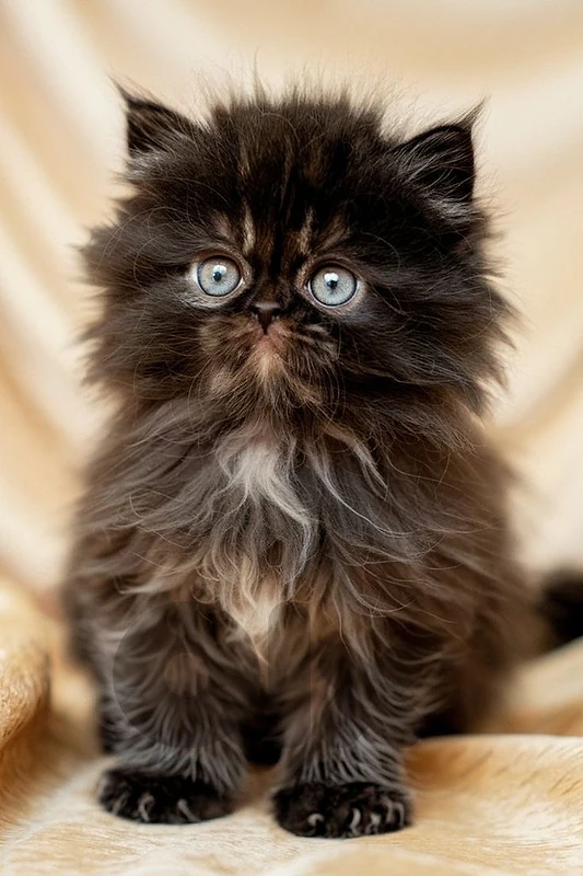 persian chocolate