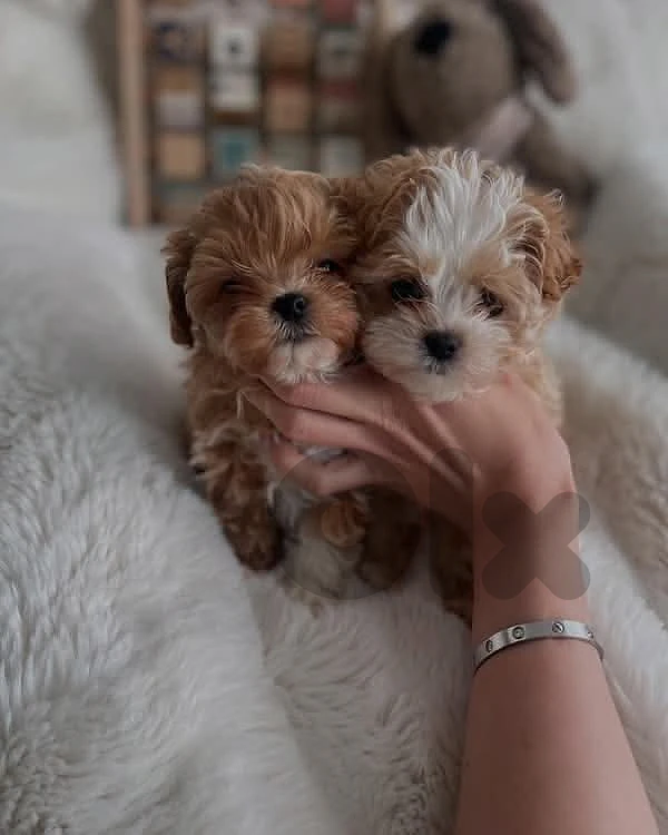Adorable Maltipoo Puppy Available ❤️🐶 | dog كلاب