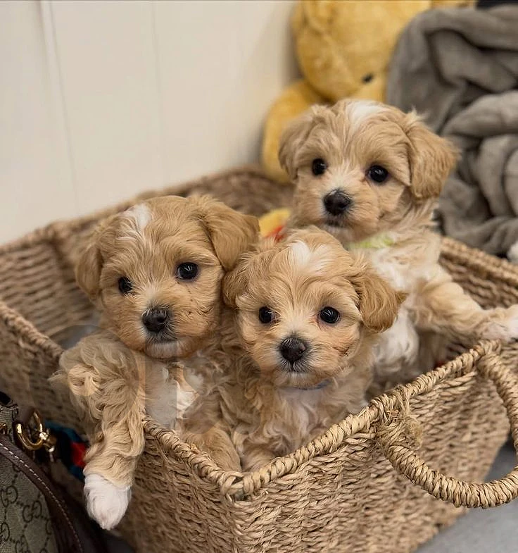 Exclusive Maltipoo Puppy Available ✨ in store & delivery | dog كلاب