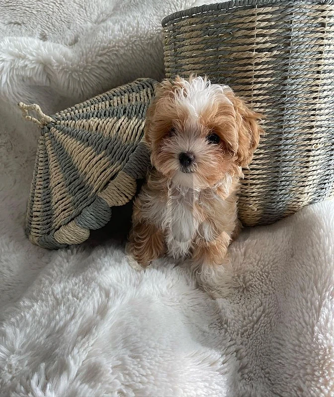 🐾 Maltipoo Puppy – A Little Bundle of Joy! dog كلاب
