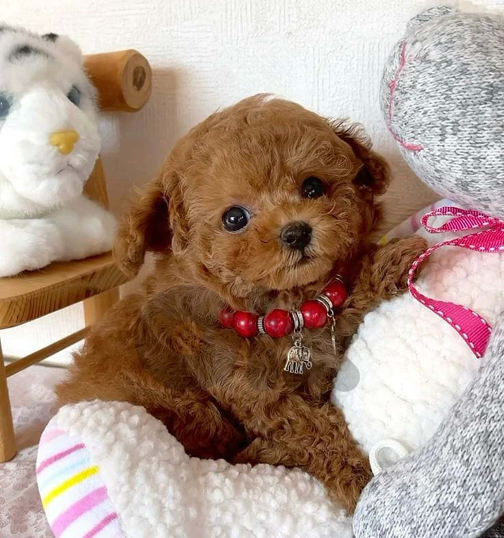 Elegant Poodle Puppy Available ✨🐩 in store & delivery