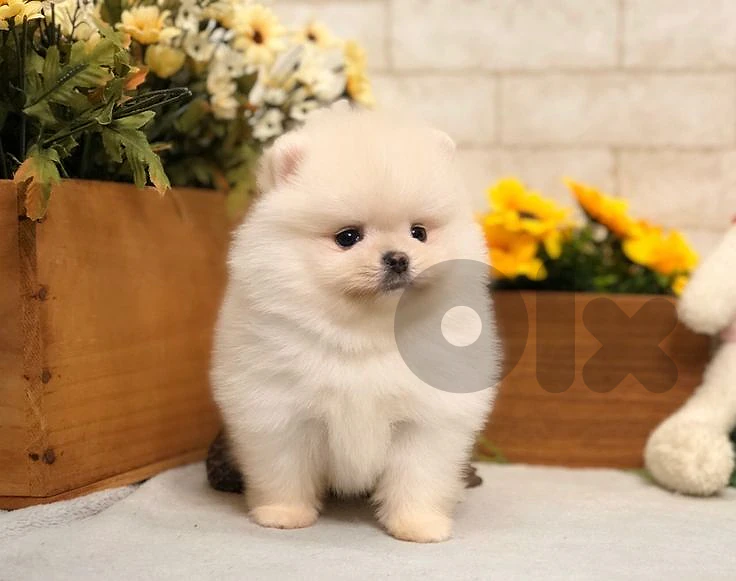 Luxury Pomeranian Puppy Available 👑🐶