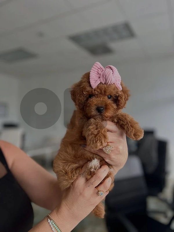 Premium Poodle Puppy Available ✨🐩 in store & delivery