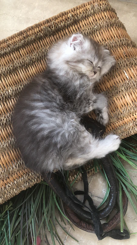 scottish highland persian mix