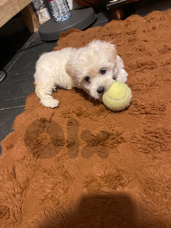 maltipoo maltese