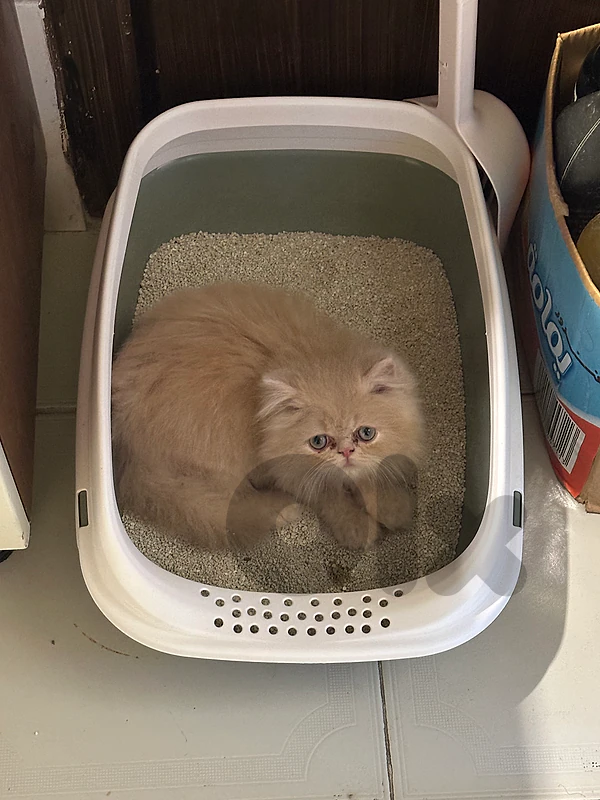 kitten persian