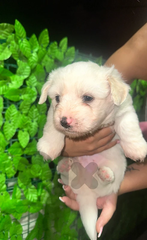 maltese