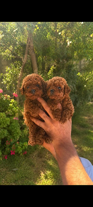 imported tea cup and toy poodle