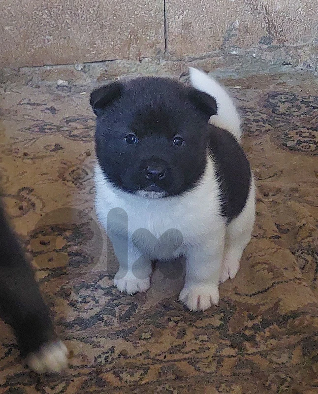 female american akita