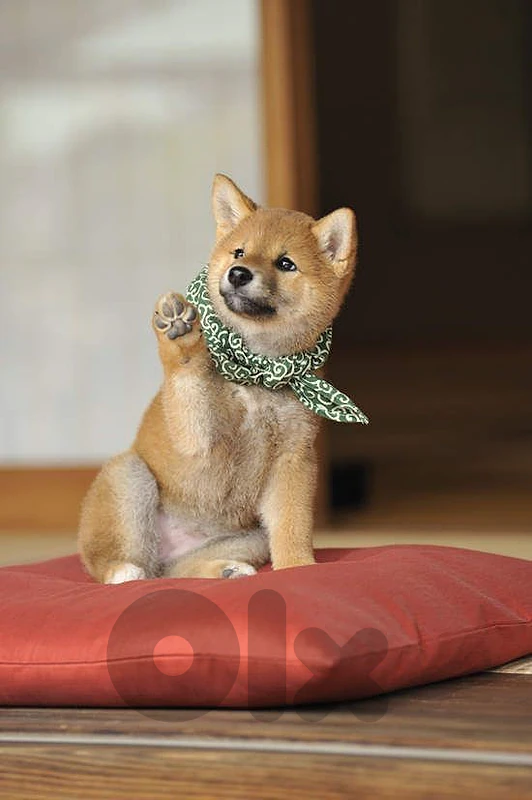 Shiba Inu Puppy – Beautiful, Smart & Full of Personality! dog كلاب