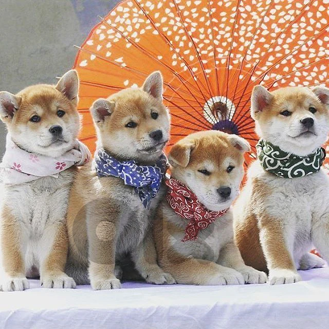 Adorable Shiba Inu Puppy Available Now 🔥 dog كلاب