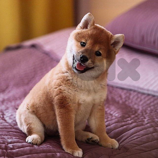 Shiba Inu Puppy Looking for a Loving Home | dog كلاب